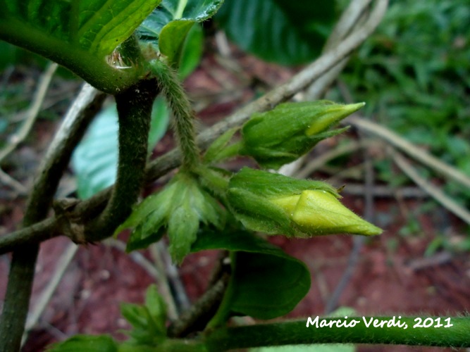 Prestonia calycina