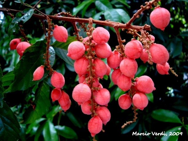 Paullinia seminuda