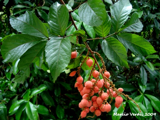 Paullinia seminuda