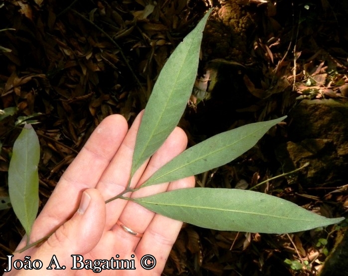 Nectandra megapotamica