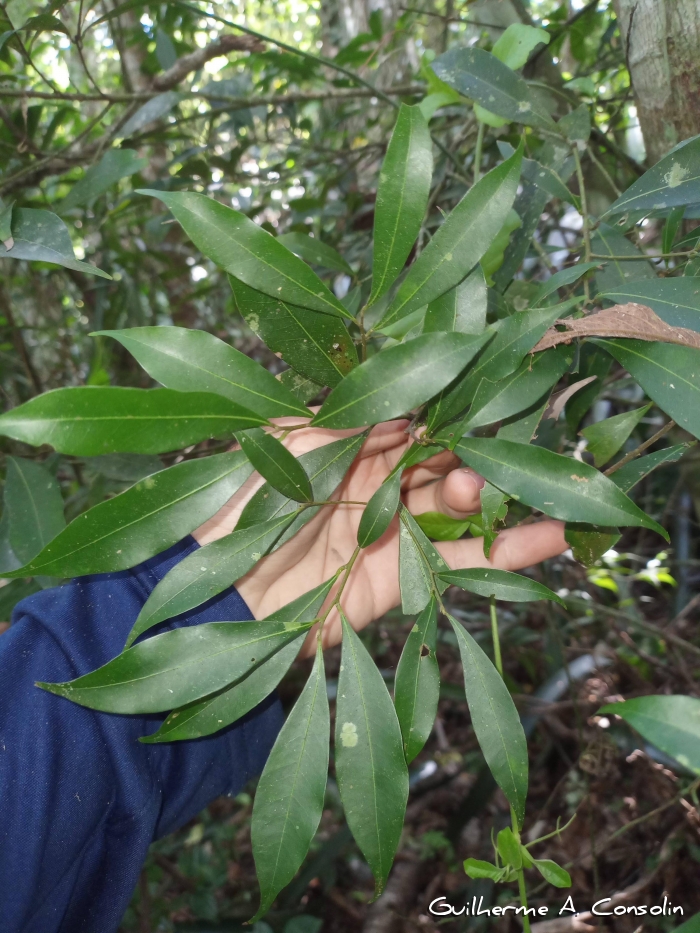 Nectandra megapotamica