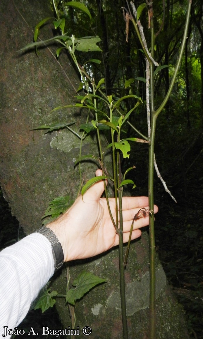 Nectandra megapotamica