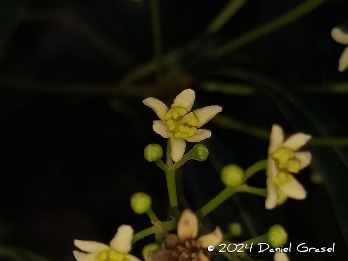 Nectandra megapotamica