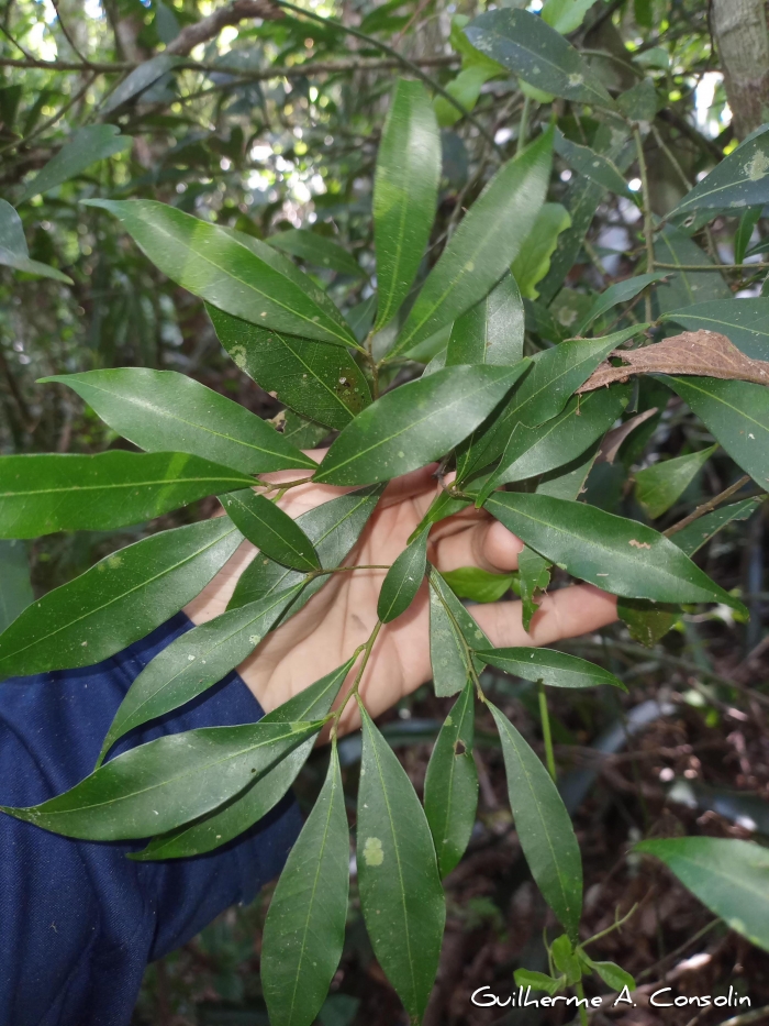 Nectandra megapotamica