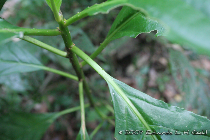 Tetrorchidium rubrivenium