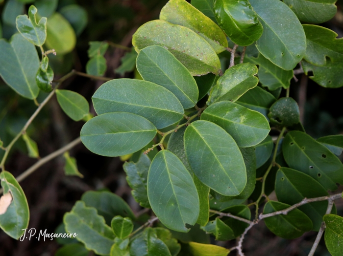 Cynophalla flexuosa