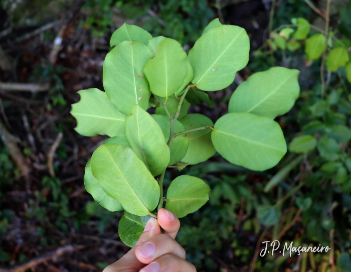 Cynophalla flexuosa