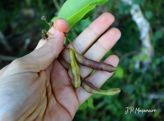 Cynophalla flexuosa