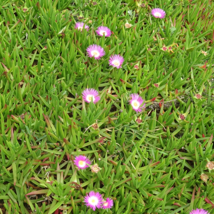 Carpobrotus edulis