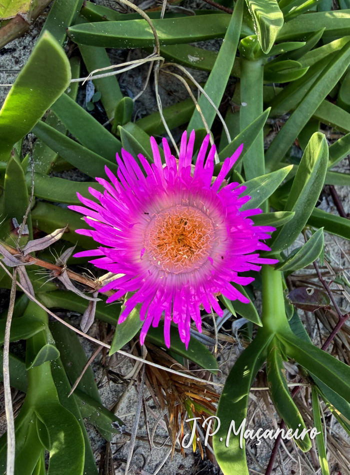 Carpobrotus edulis