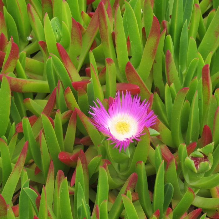 Carpobrotus edulis