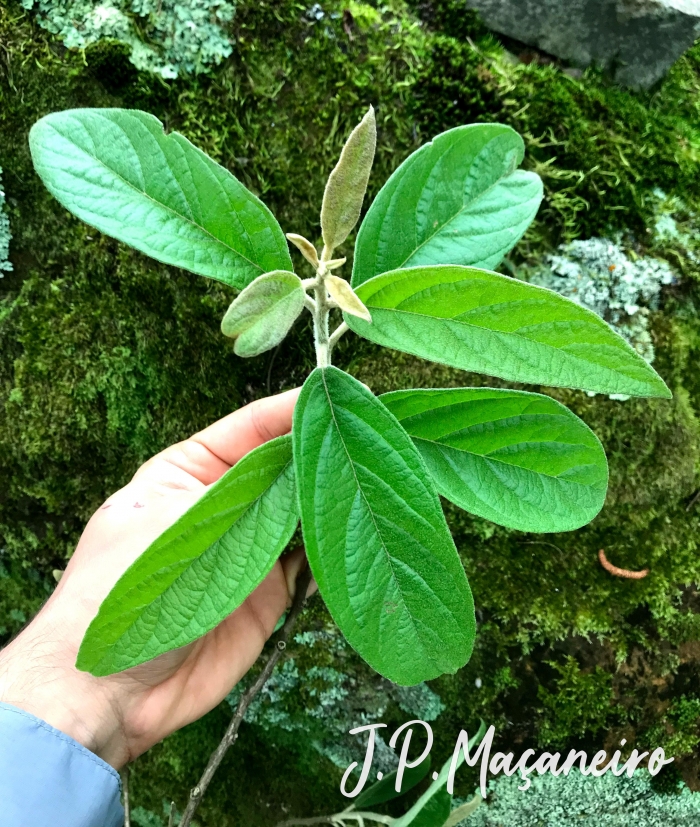 Moquiniastrum polymorphum