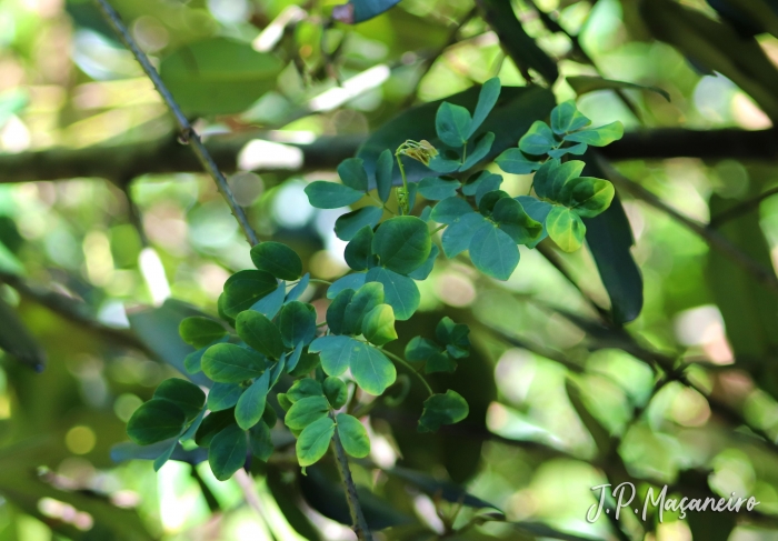 Mimosa ceratonia var. pseudo-obovata