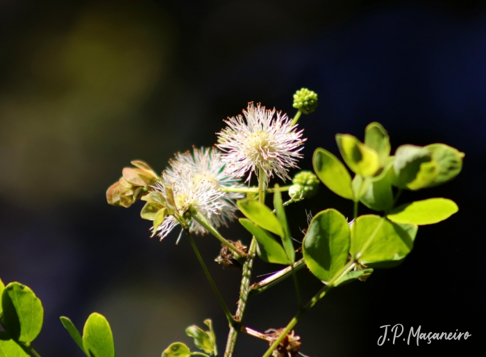 Mimosa ceratonia var. pseudo-obovata