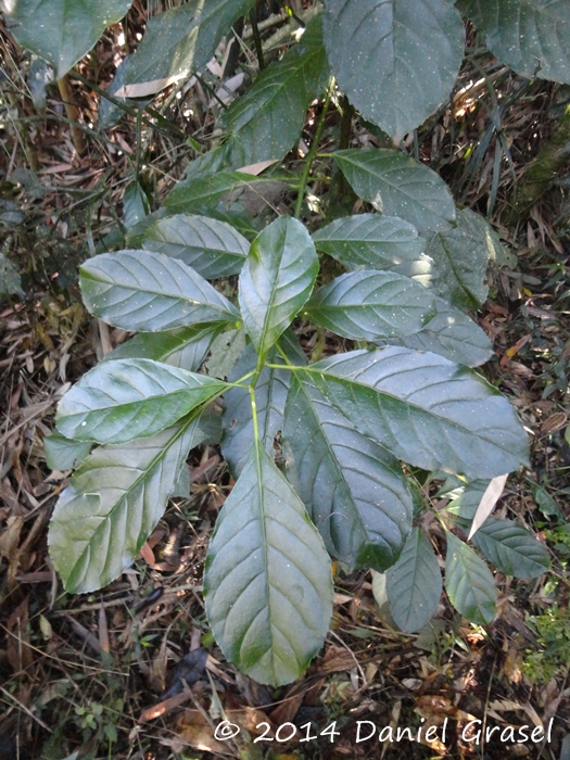 Tetrorchidium rubrivenium