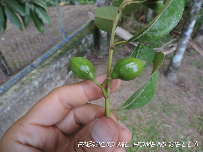 Cryptocarya mandioccana