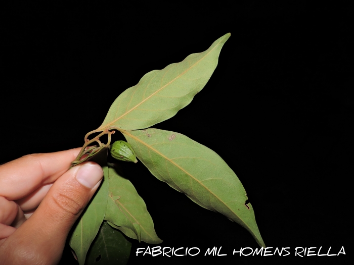 Cryptocarya mandioccana
