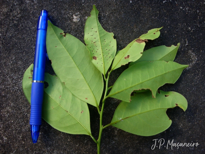 Cryptocarya mandioccana