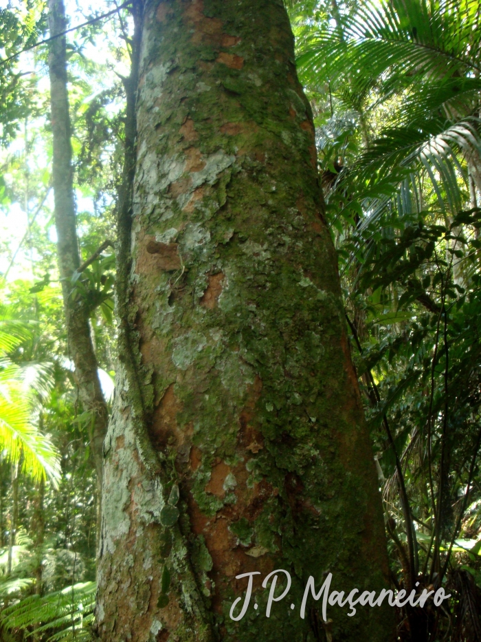 Cryptocarya mandioccana