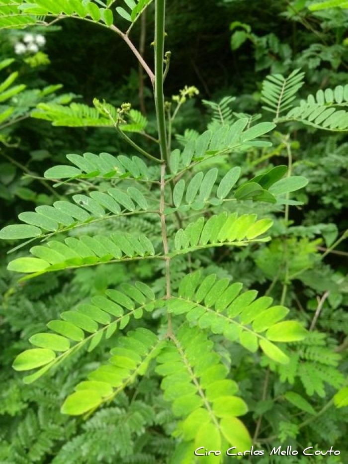 Mimosa catharinensis