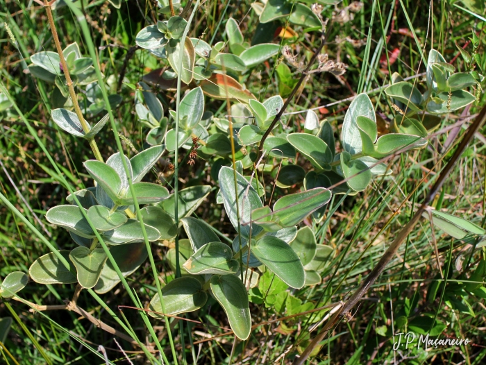 Tibouchina clavata