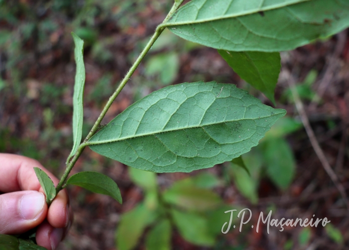 Symplocos pustulosa