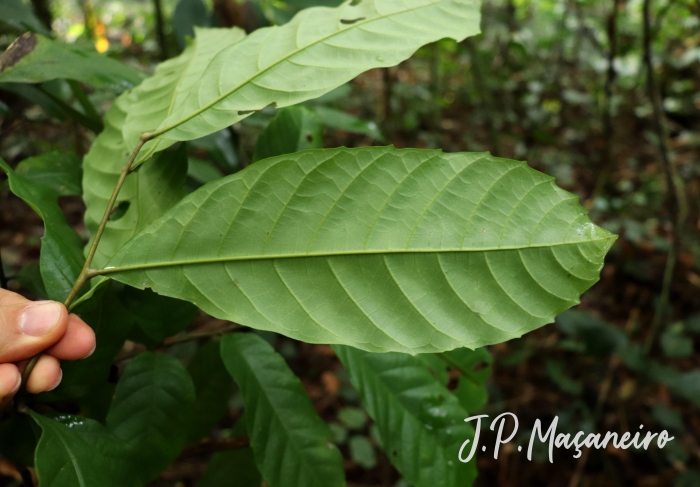 Cupania oblongifolia