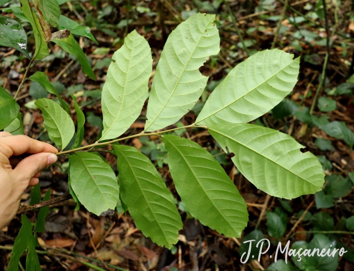 Cupania oblongifolia