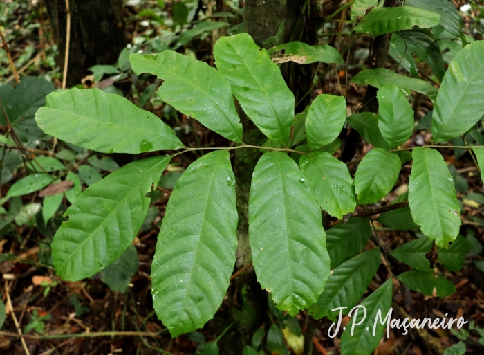 Cupania oblongifolia