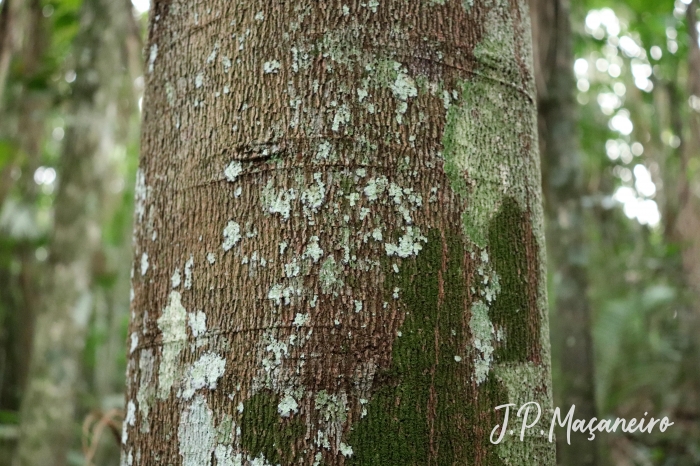 Cupania oblongifolia