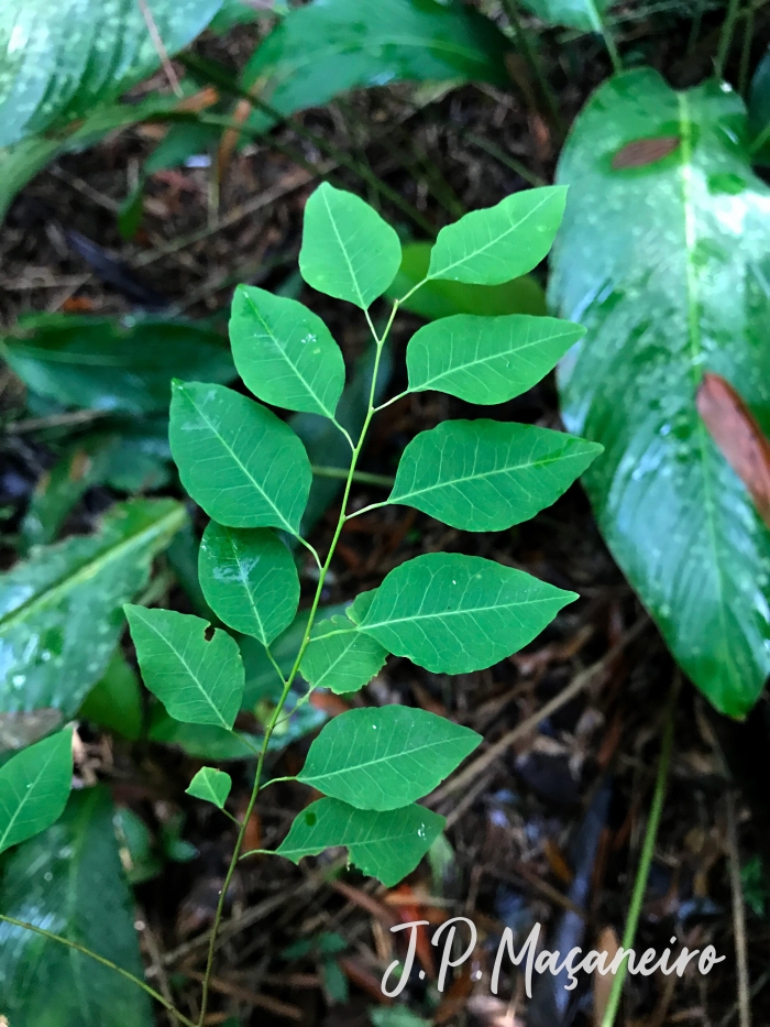 Maprounea guianensis