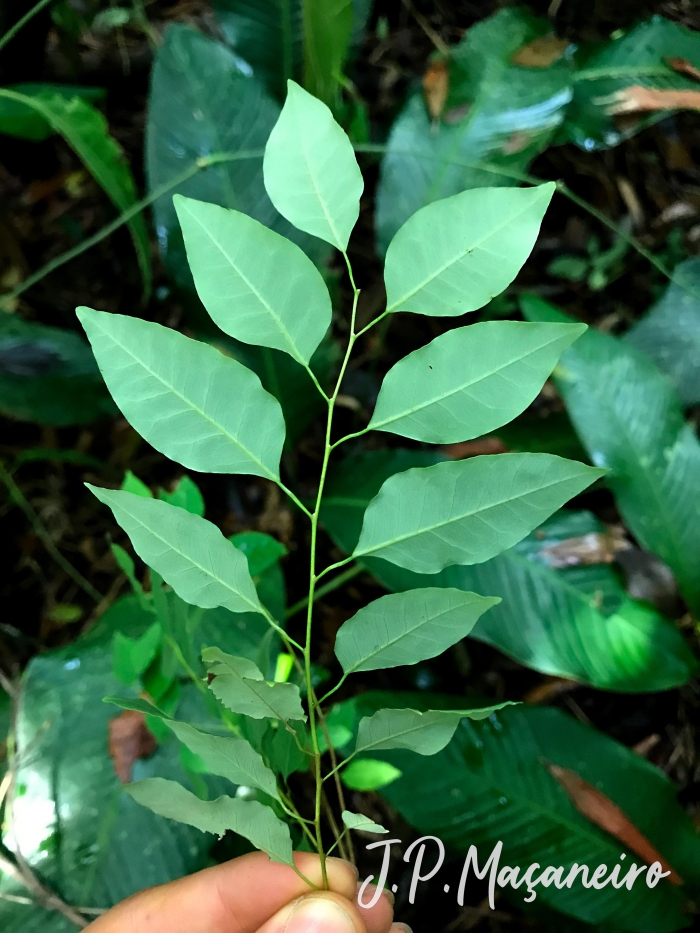 Maprounea guianensis