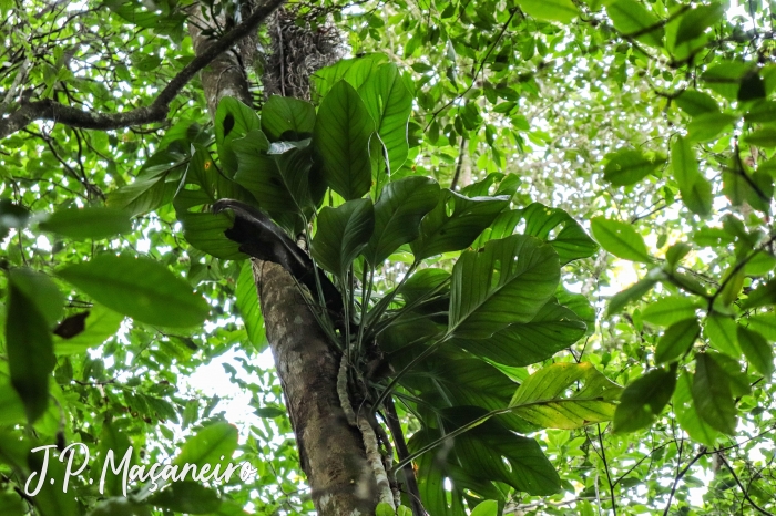 Monstera adansonii