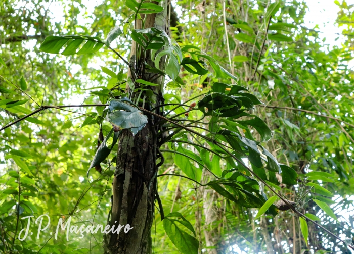 Monstera praetermissa