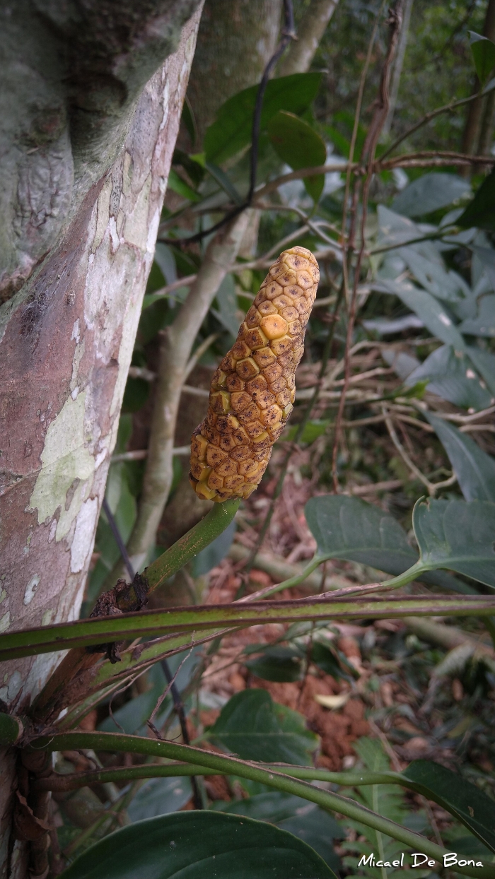 Monstera praetermissa