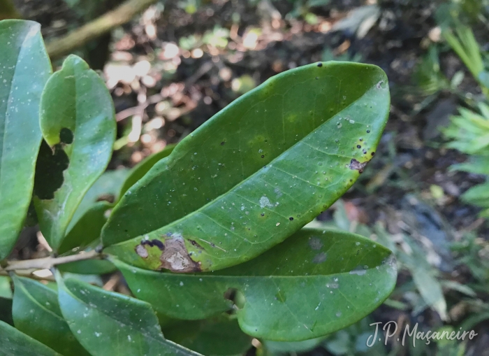 Eugenia mosenii