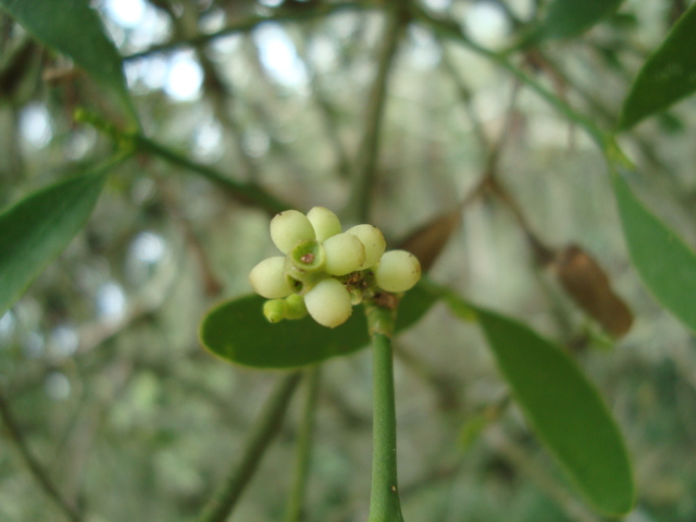 Phoradendron ensifolium