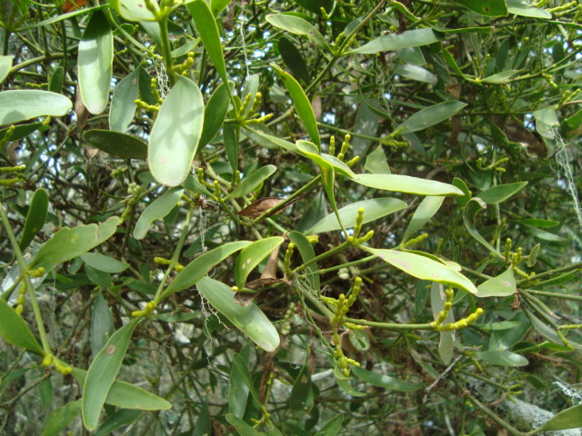 Phoradendron ensifolium