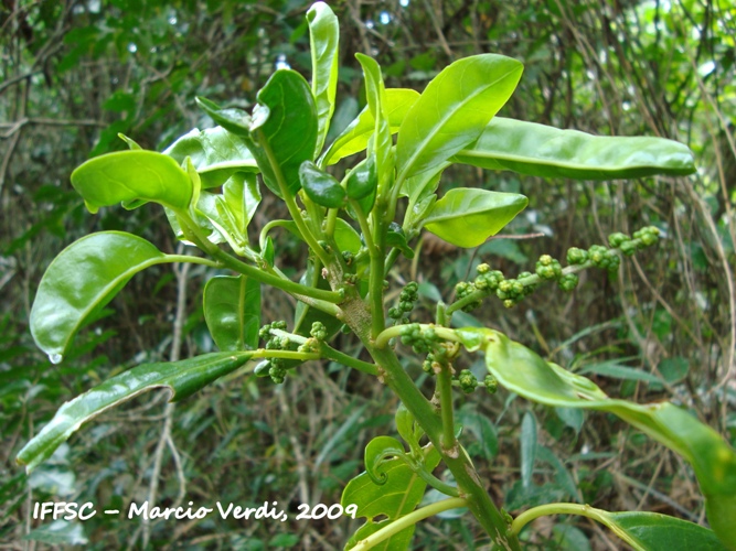 Tetrorchidium rubrivenium