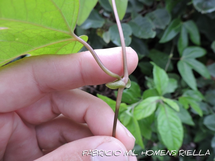 Aristolochia trilobata