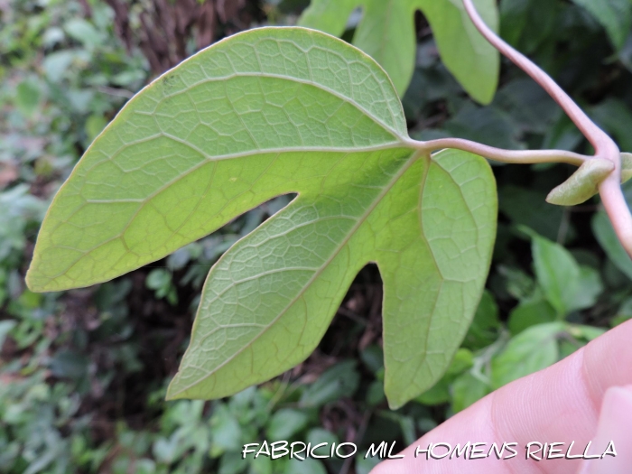 Aristolochia trilobata