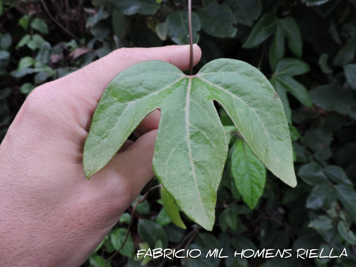 Aristolochia trilobata