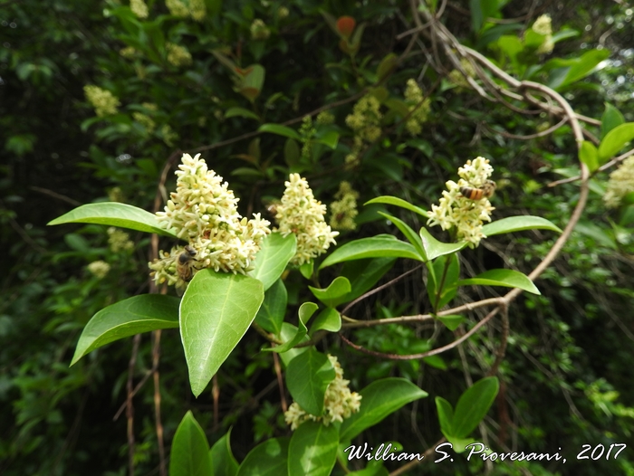 Forsteronia glabrescens