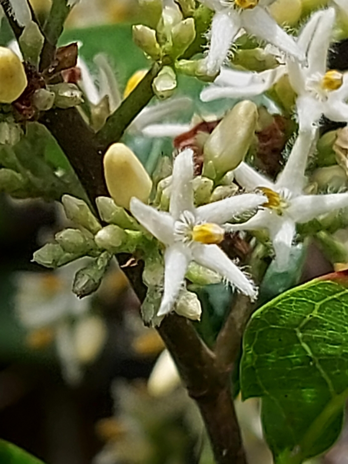 Forsteronia glabrescens
