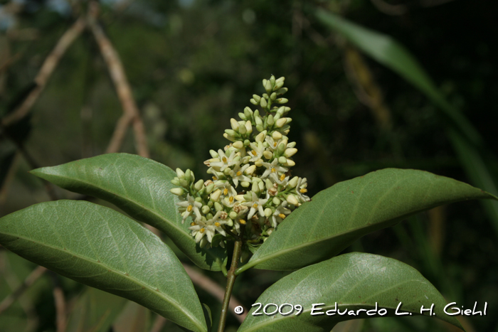 Forsteronia glabrescens