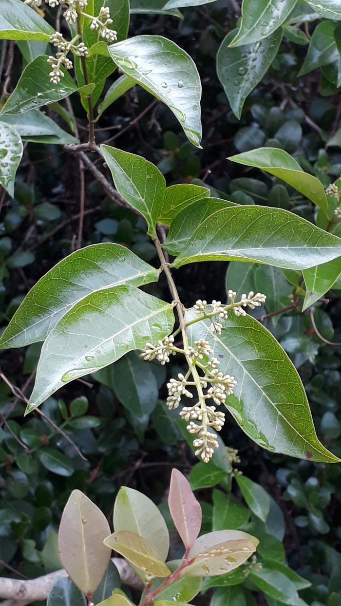 Forsteronia glabrescens