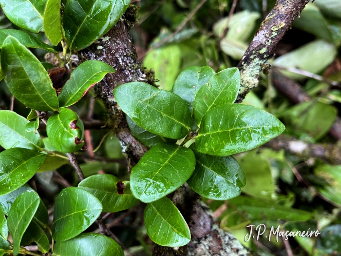 Sloanea hatschbachii