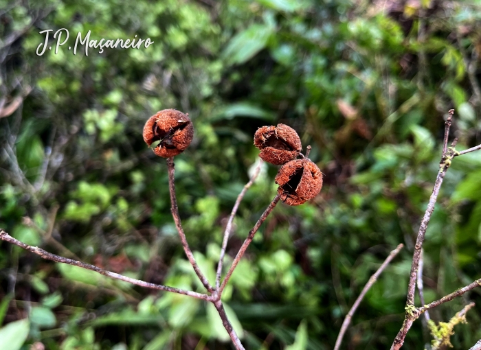 Sloanea hatschbachii