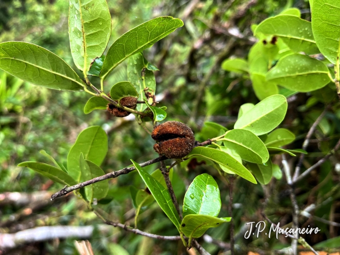 Sloanea hatschbachii