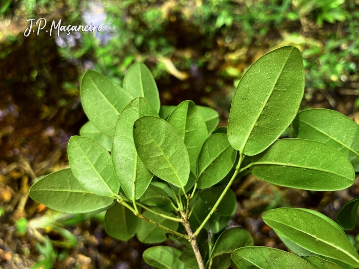 Sloanea hatschbachii